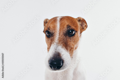 The dog looks around. Muzzle of animal close-up. Jack Russell Terrier on white background. thoroughbred dog