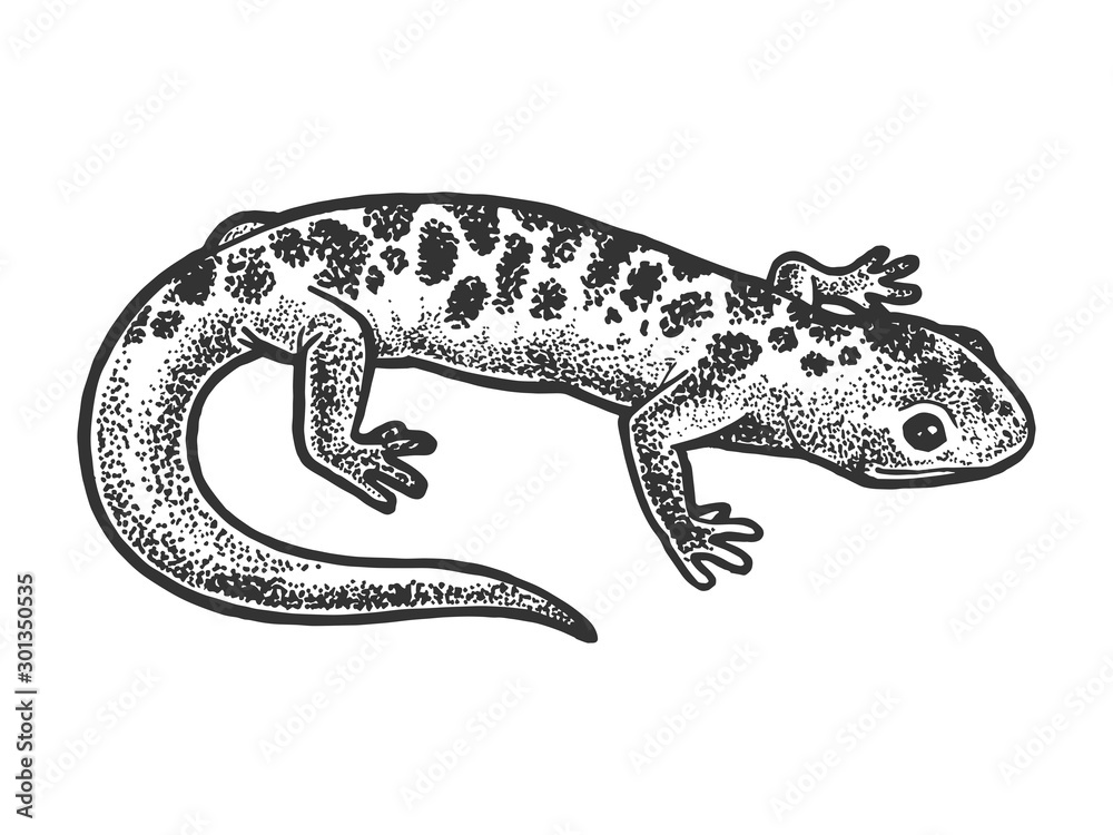 Fototapeta premium Salamander lizard animal sketch engraving vector illustration. T-shirt apparel print design. Scratch board style imitation. Black and white hand drawn image.