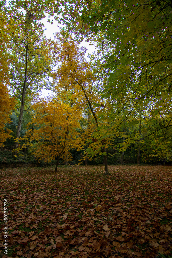 forest in autumn with leaf on the ground forest in autumn with leaf on the ground