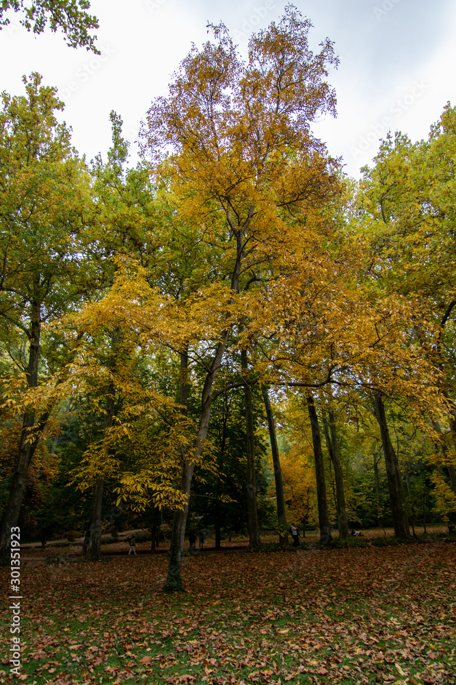 Fototapeta premium forest in autumn with leaf on the ground