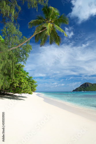 Tropical island white sand beach scene with blue sky, turquoise seas and curving palm tree in the Seychelles