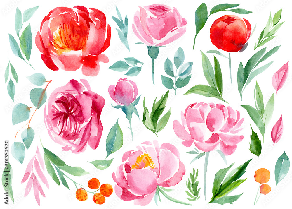 set of abstract flowers and leaves, peonies, roses, eucalyptus on an isolated white background, watercolor, hand-drawing