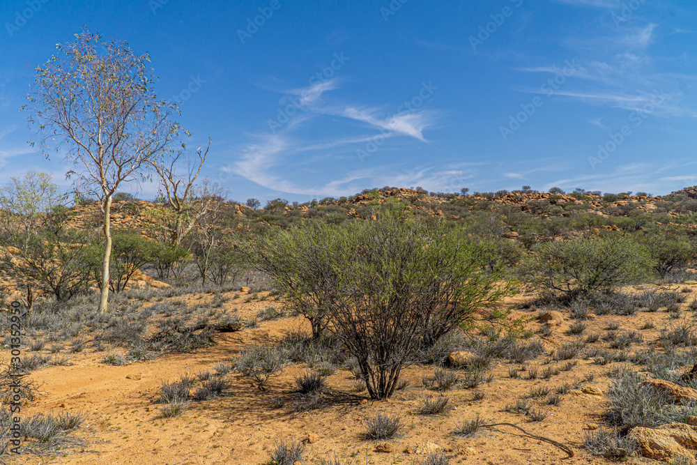 in the australian outback some dry bushes and grasses stand in the desert