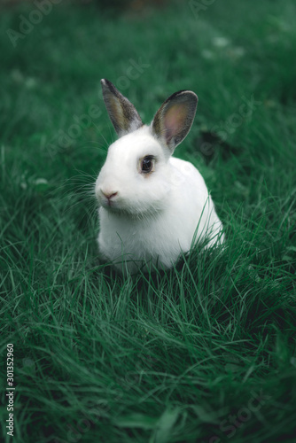 White bunni in the grass photo