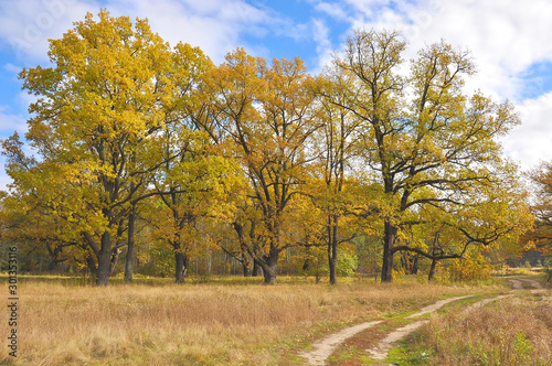 Russia. Golden autumn in oak grove