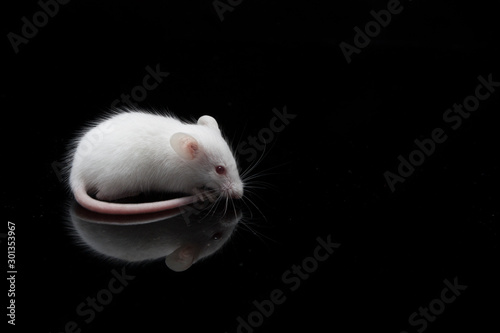 laboratory white mouse isolated on black background