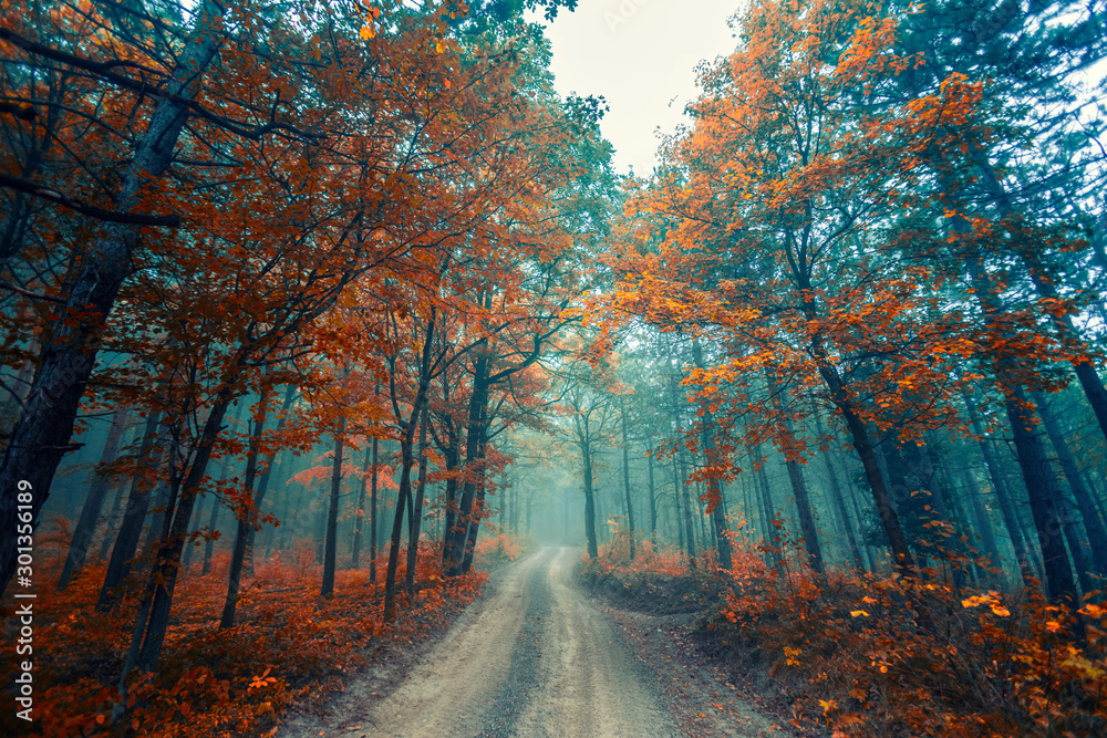 path in misty forest path in misty forest