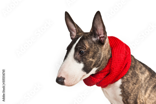 Fotobehang Dog breed mini bull terrier in a red scarf portrait isolated on a white backgrou