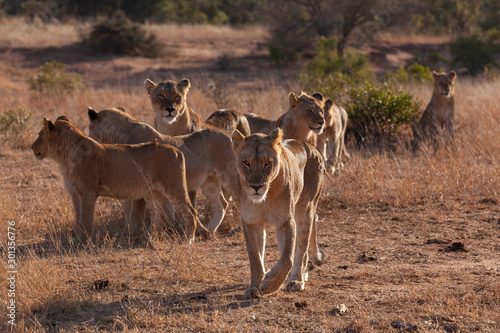 Pride of lions in golden light © Holly Auchincloss