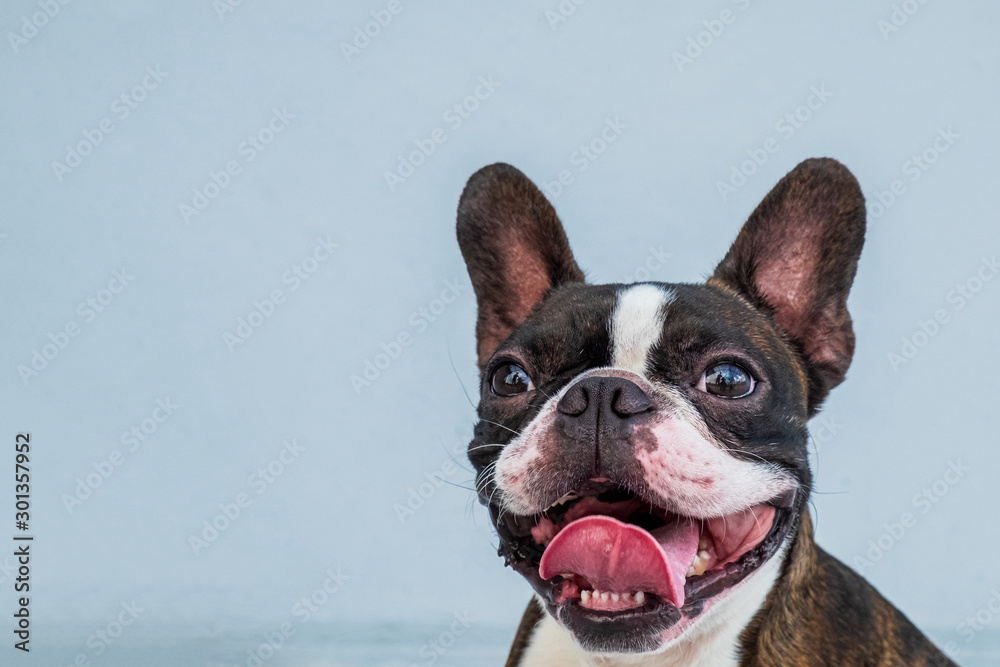 Portrait boston terrier pure breed soft grey background closeup