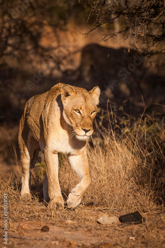 Lioness walking in golden light