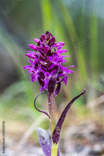 Close up of a purple European marsh orchid in bloom photo