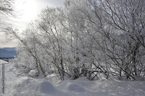 Trees covered with snow in winter on a sunny day © hanaga