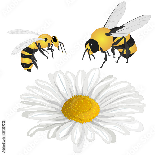 Beautiful chamomile flowers on white background. Vector illustration of medical herb with honey bee... © bestsellerua