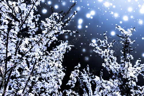 Photography Christmas, New Years blue floral background, holiday card design, flower tree an