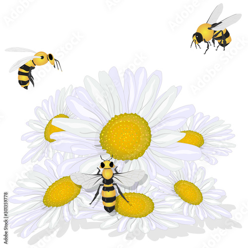 Beautiful chamomile flowers on white background. Vector illustration of medical herb with honey bee...