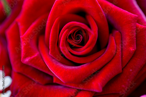 only red rose macro photo
