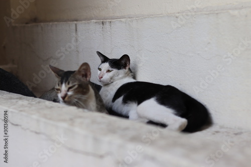 Fototapeta Naklejka Na Ścianę i Meble -  Two cat sitting together