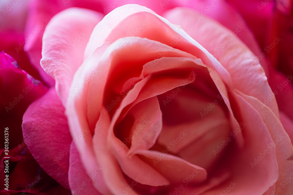 only pink rose macro photo only pink rose macro photo