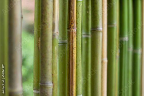 Arrière-plan nature , bambous vert