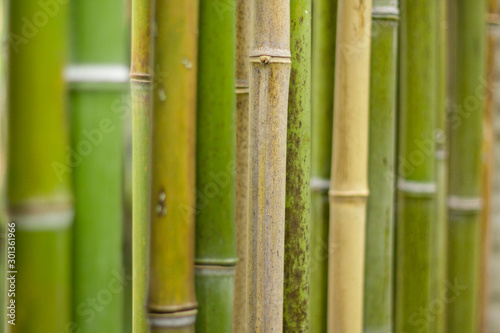 Arri  re-plan bambous verts