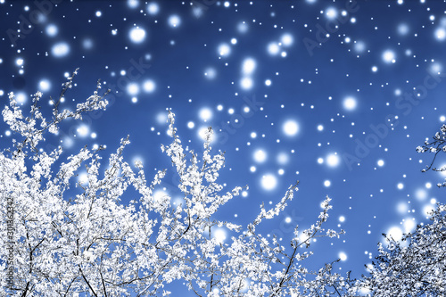 Photography Christmas, New Years blue floral background, holiday card design, flower tree an