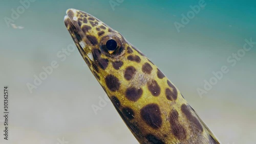 Close Up Spotted Snake Eel. Manado (Indonesia)