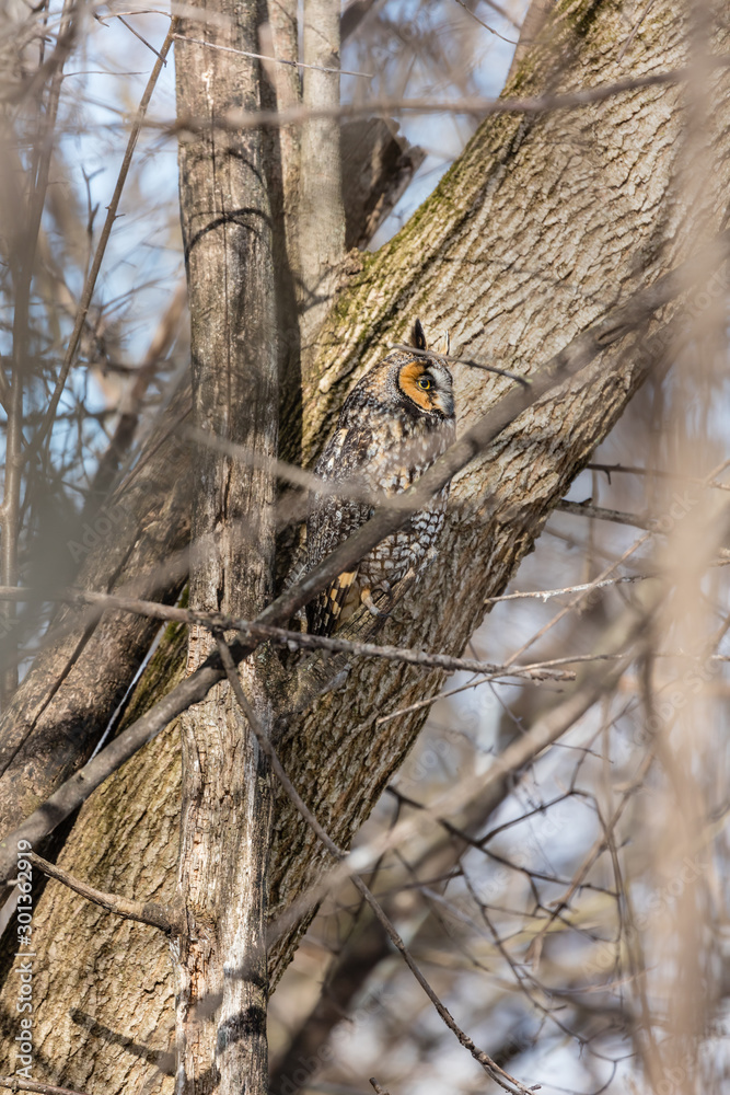 Long eared owl resting during midwinter. Long eared owl resting during midwinter.