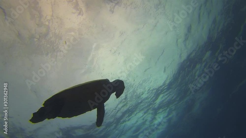 Sea Turtle Silhouette. Green Turtle Swimming In Sunlit Sea Surface & Calm Blue Sea Water. Graceful Marine Turtle &  Beautiful Peaceful Marine Life & Mellow Gentle Aquatic Underwater Wildlife