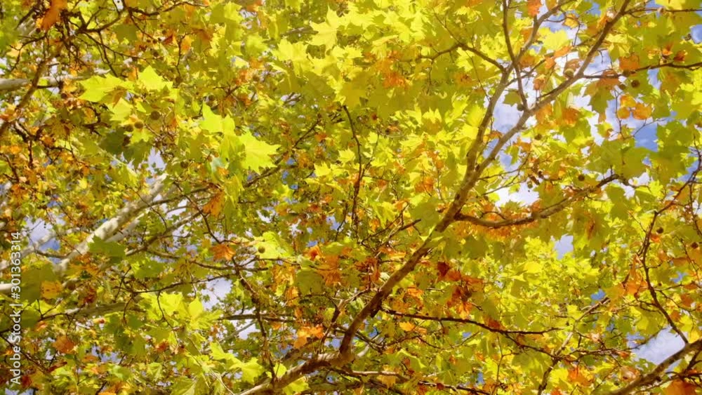 Panning shot of treetops in autumn, with falling leaves and the sun shining through the foliage Panning shot of treetops in autumn, with falling leaves and the sun shining through the foliage