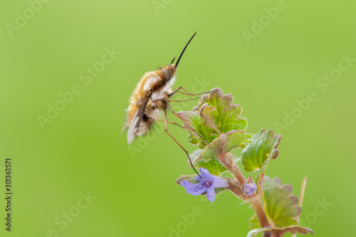 Bombylius major