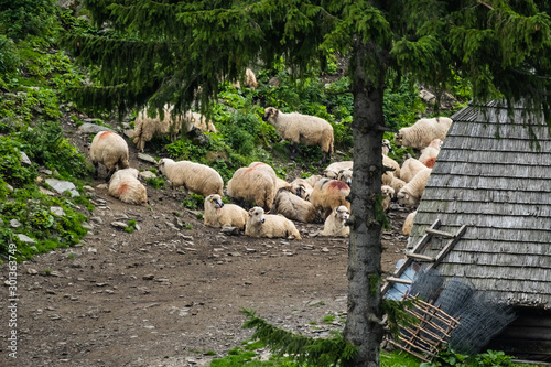 Big  flock of white sheeps Romanian  mountains