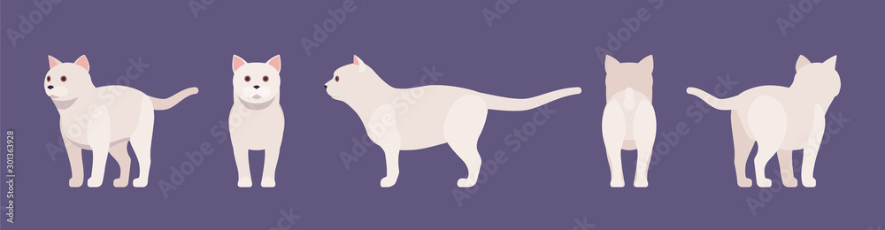 White pedigree cat standing. Active healthy kitten with beautiful fur and light coat, cute funny pet, home playful loving companion. Vector flat style cartoon illustration different views