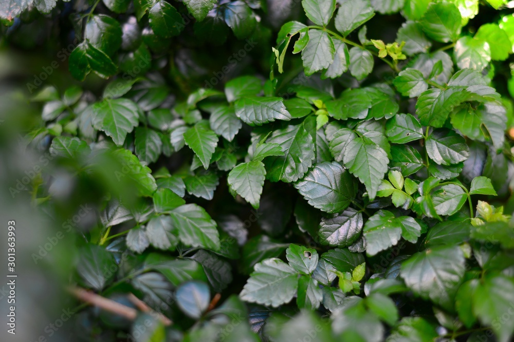 green leaves on background green leaves on background