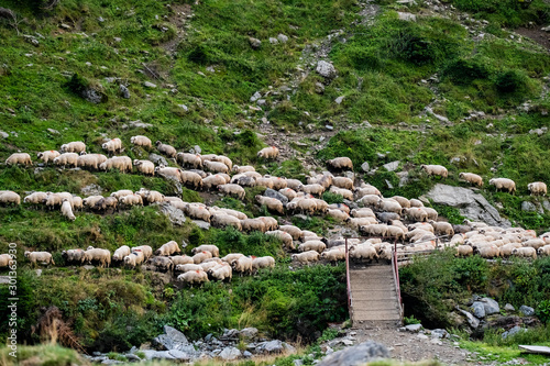 Big  flock of white sheeps Romanian  mountains