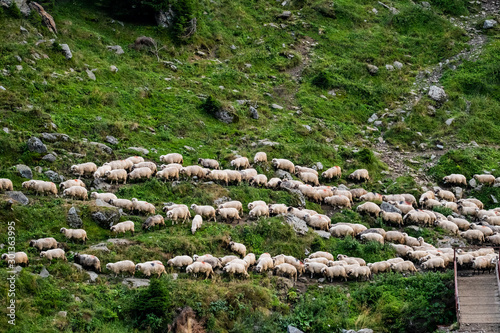 Big  flock of white sheeps Romanian  mountains