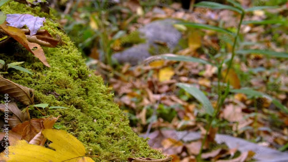 The forest in the North Carolina mountains, a slider shot moving to some moss. The forest in the North Carolina mountains, a slider shot moving to some moss.