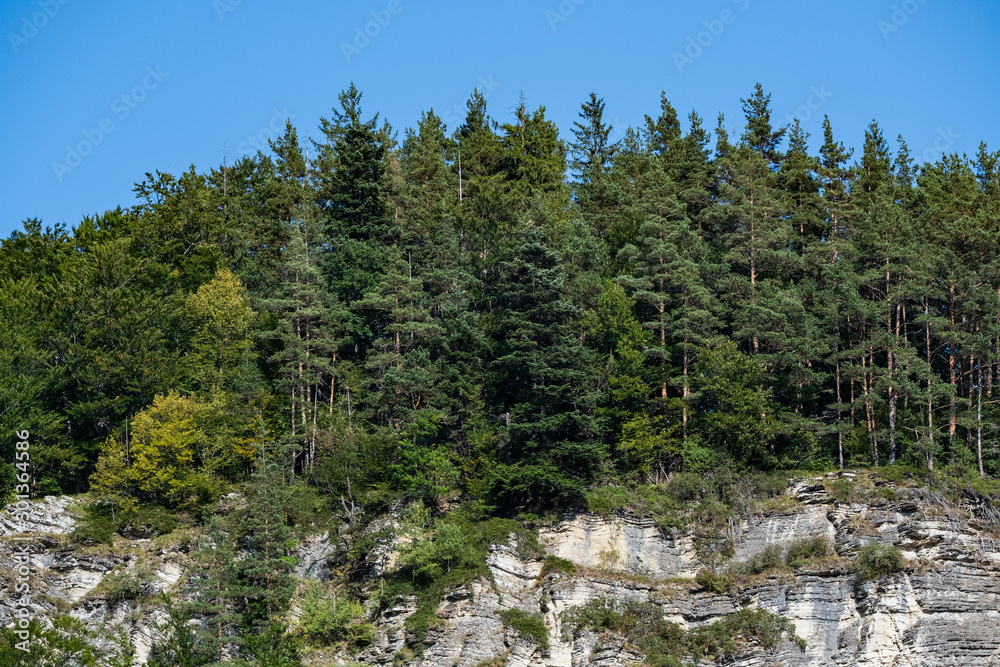 Many green pines on cliff, mountain landscape in sunny day Many green pines on cliff, mountain landscape in sunny day