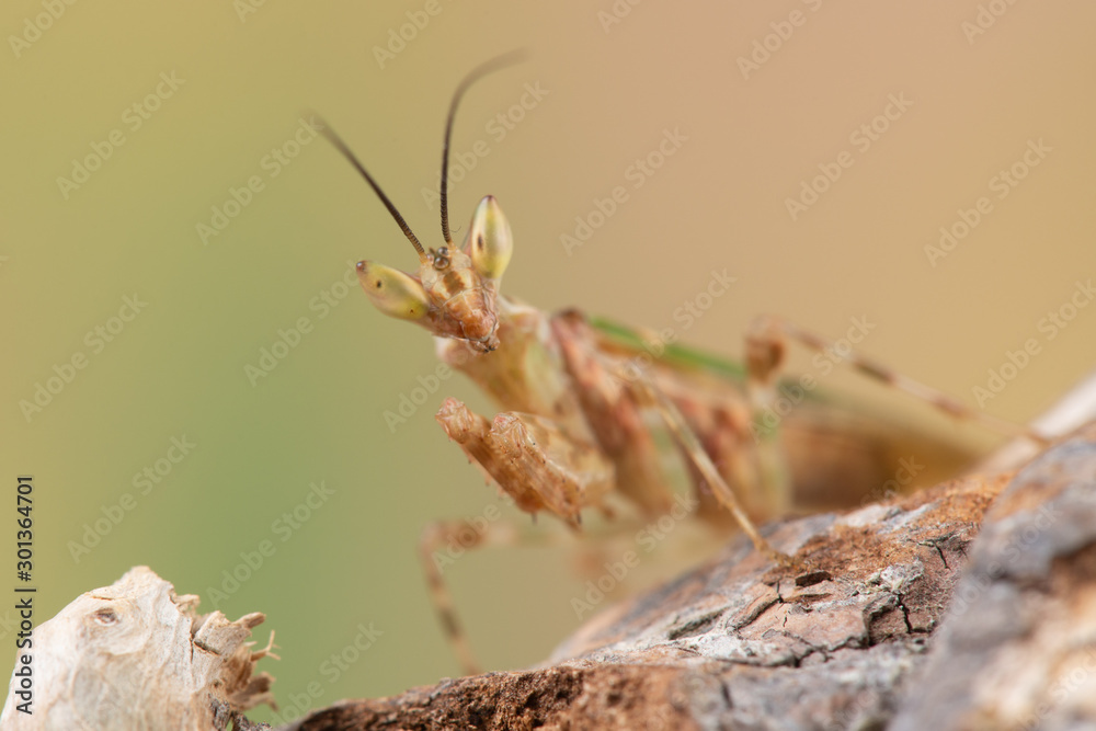 Creobroter gemmatus Creobroter gemmatus