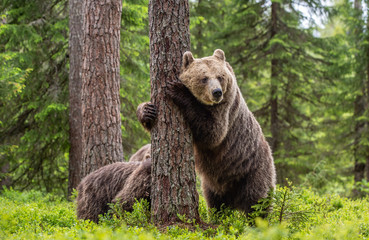 Brown bear standing on his hind legs. She-bear and cubs in the summer forest. Natural Habitat. Brown bear, scientific name: Ursus arctos. Summer season.