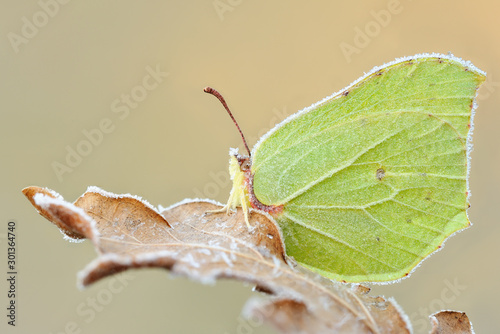 Gonepteryx rhamni)