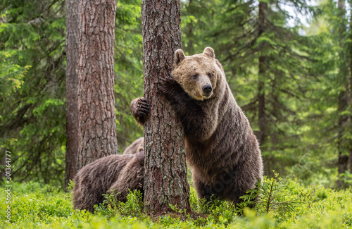 Brown bear standing on his hind legs. She-bear and cubs in the summer forest. Natural Habitat. Brown bear, scientific name: Ursus arctos. Summer season.