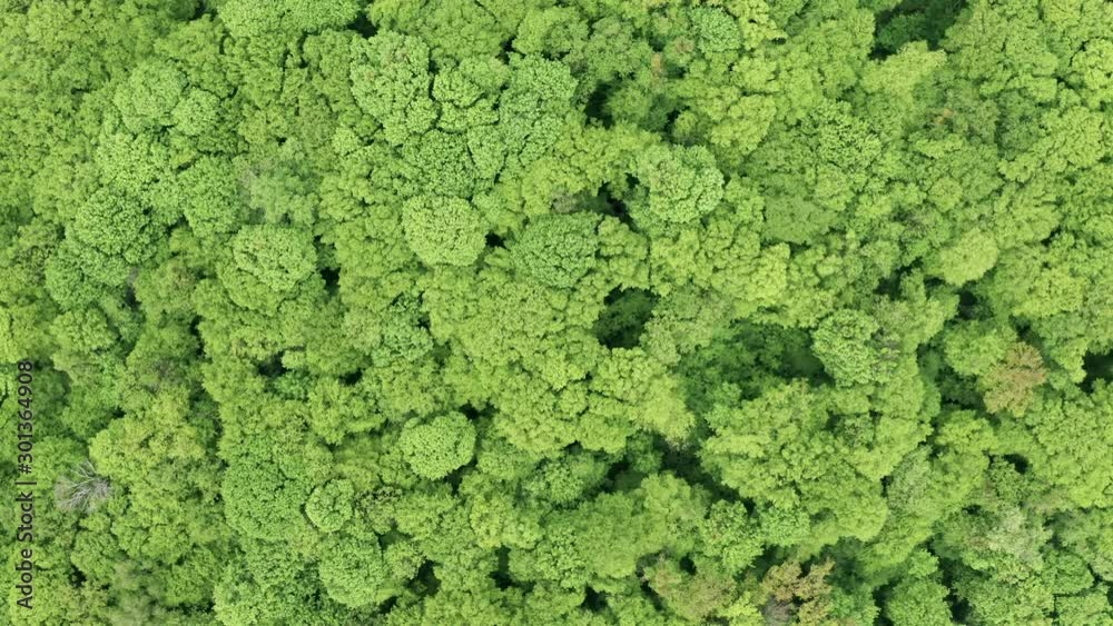 Spring, around the green foliage blossomed. Green beautiful young trees. Aerial view forest. You can use this footage as an amazon forest or any other green forest. Spring, around the green foliage blossomed. Green beautiful young trees. Aerial view forest. You can use this footage as an amazon forest or any other green forest.