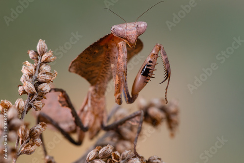 deroplatys lobata photo