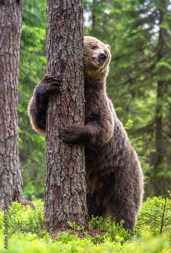 Brown bear stands on its hind legs by a tree in a summer forest. Scientific name: Ursus Arctos ( Brown Bear). Green natural background. Natural habitat.