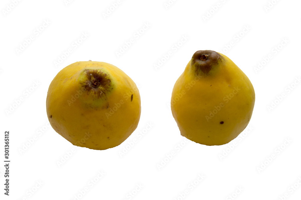 Two big organic quince on white background