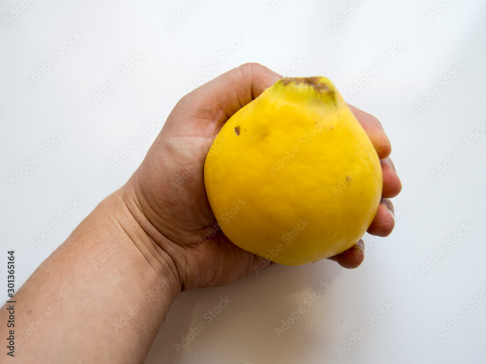 Male hand is holding organic quince on white background Male hand is holding organic quince on white background