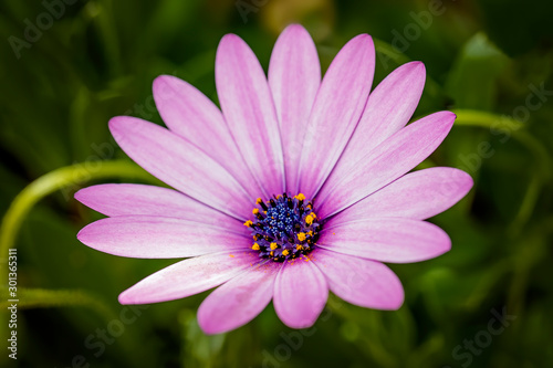 Pink/purple Osteospermum flower