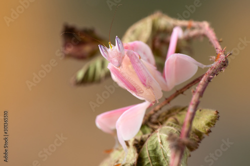 Hymenopus coronatus