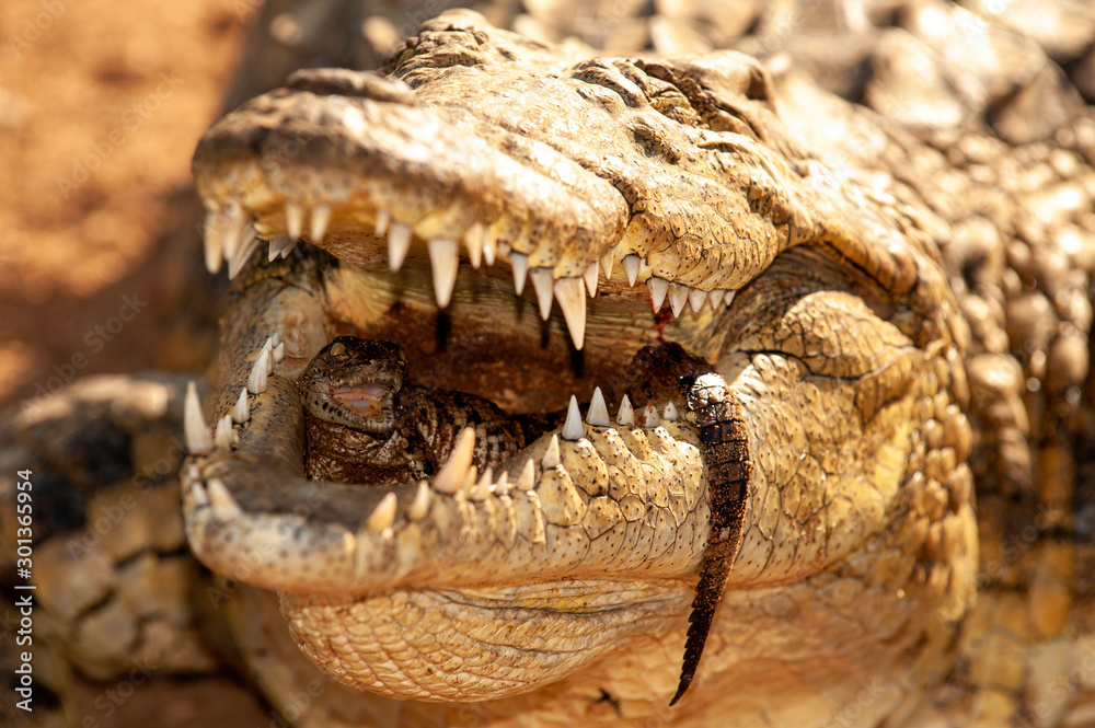 Fototapeta premium Nile crocodile, Mother and hatched baby, caring, carrying, taking the baby to water